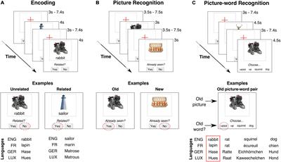 An individualized functional magnetic resonance imaging protocol to assess semantic congruency effects on episodic memory in an aging multilingual population